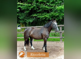 Welsh-D, Giumenta, 15 Anni, 142 cm, Morello