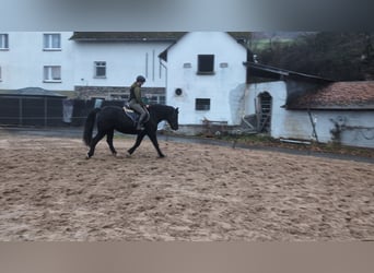 Welsh-D, Giumenta, 16 Anni, 152 cm, Morello