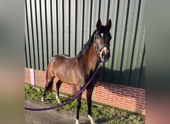 Welsh-D, Giumenta, 4 Anni, 140 cm, Baio scuro