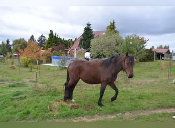 Welsh-D, Giumenta, 4 Anni, 141 cm, Baio