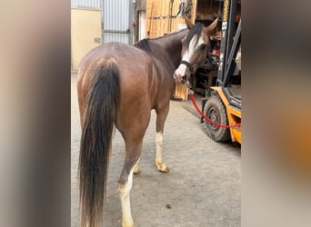Welsh-D, Giumenta, 4 Anni, 142 cm