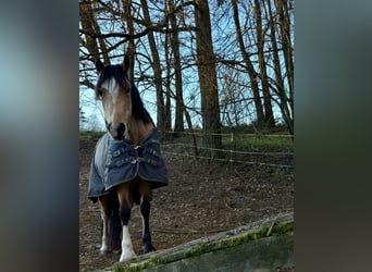 Welsh-D, Giumenta, 4 Anni, 145 cm, Pelle di daino