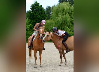 Welsh-D, Giumenta, 4 Anni, 146 cm, Palomino