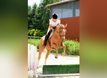 Welsh-D, Giumenta, 4 Anni, 146 cm, Palomino
