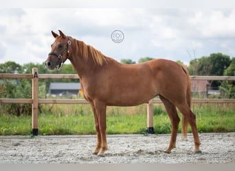 Welsh-D, Giumenta, 4 Anni, 146 cm, Sauro