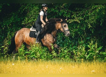 Welsh-D Mix, Giumenta, 4 Anni, 160 cm, Falbo