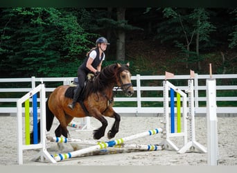 Welsh-D Mix, Giumenta, 4 Anni, 160 cm, Falbo