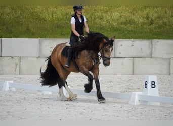 Welsh-D Mix, Giumenta, 4 Anni, 160 cm, Falbo