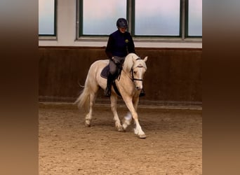 Welsh-D, Giumenta, 5 Anni, 147 cm, Palomino
