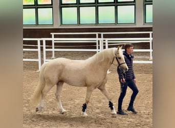 Welsh-D, Giumenta, 5 Anni, 147 cm, Palomino