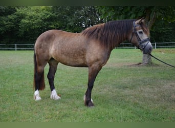 Welsh-D, Giumenta, 5 Anni, 149 cm, Pelle di daino