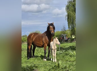 Welsh-D, Giumenta, 6 Anni, 148 cm, Baio