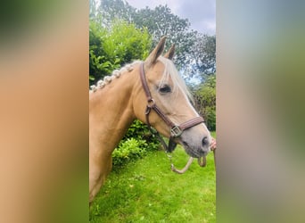 Welsh-D, Giumenta, 7 Anni, 148 cm, Palomino