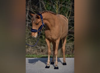 Welsh-D, Giumenta, 8 Anni, 146 cm, Sauro