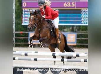 Welsh-D, Giumenta, 8 Anni, 148 cm, Baio scuro