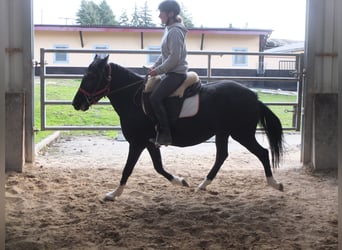 Welsh-D, Giumenta, 8 Anni, 148 cm, Morello