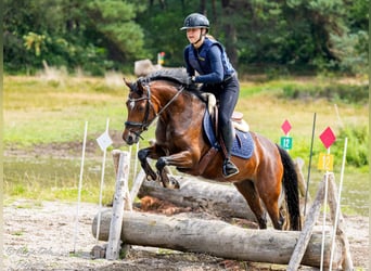 Welsh-D, Giumenta, 9 Anni, 146 cm, Baio