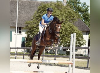 Welsh-D, Giumenta, 9 Anni, 146 cm, Baio