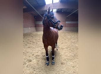 Welsh-D, Giumenta, 9 Anni, 146 cm, Baio