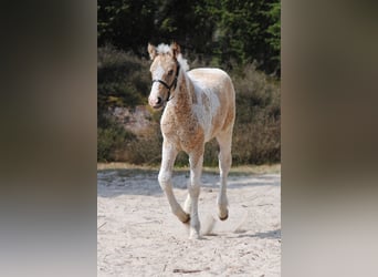 Welsh-D Mix, Giumenta, Puledri (03/2026), 160 cm, Falbo