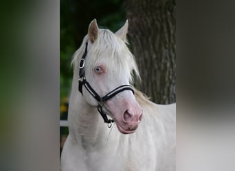 Welsh-D, Hengst, 14 Jahre, 154 cm, Cremello