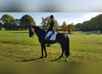 Welsh-D, Hengst, 16 Jahre, 146 cm, Dunkelbrauner