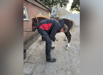 Welsh-D, Hengst, 1 Jaar, 146 cm, Donkere-vos