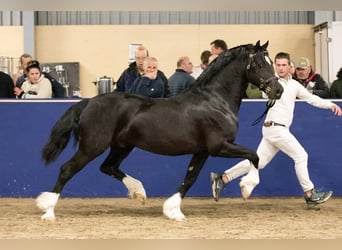 Welsh-D, Hengst, 1 Jaar, 146 cm, Donkere-vos
