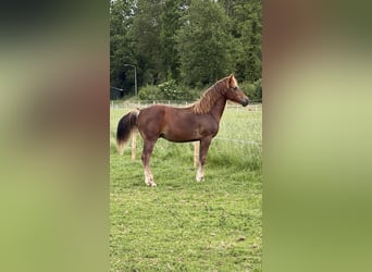 Welsh-D, Hengst, 1 Jaar, 146 cm, Donkere-vos