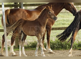 Welsh-D, Hengst, 1 Jaar, 150 cm, Vos