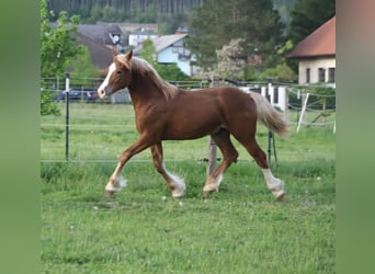 Welsh-D, Hengst, 1 Jaar, 150 cm, Vos