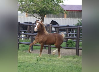 Welsh-D, Hengst, 1 Jaar, 150 cm, Vos