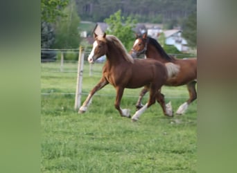 Welsh-D, Hengst, 1 Jaar, 150 cm, Vos