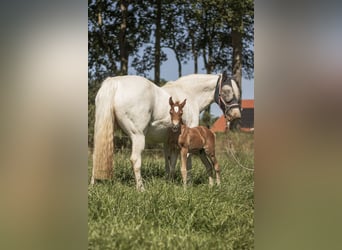 Welsh-D, Hengst, 1 Jahr, 146 cm, Dunkelfuchs