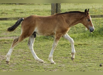 Welsh-D, Hengst, 1 Jahr, 150 cm, Brauner