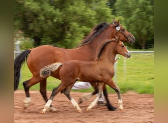 Welsh-D, Hengst, 1 Jahr, 150 cm, Brauner