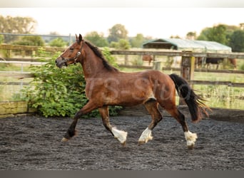 Welsh-D, Hengst, 2 Jaar, 150 cm, Bruin