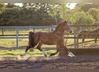 Welsh-D, Hengst, 2 Jaar, 150 cm, Bruin