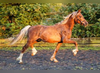 Welsh-D, Hengst, 2 Jaar, 150 cm, Vos