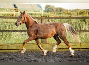 Welsh-D, Hengst, 2 Jaar, 150 cm, Vos