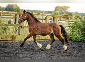 Welsh-D, Hengst, 2 Jahre, 150 cm, Brauner