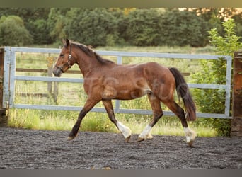 Welsh-D, Hengst, 2 Jahre, 150 cm, Brauner