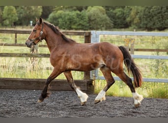Welsh-D, Hengst, 2 Jahre, 150 cm, Brauner