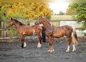 Welsh-D, Hengst, 2 Jahre, 150 cm, Brauner
