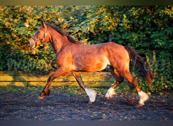 Welsh-D, Hengst, 2 Jahre, 150 cm, Brauner
