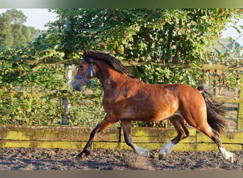 Welsh-D, Hengst, 2 Jahre, 150 cm, Brauner