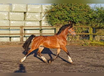 Welsh-D, Hengst, 2 Jahre, 150 cm, Brauner