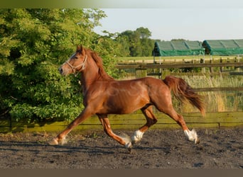 Welsh-D, Hengst, 2 Jahre, 155 cm, Dunkelfuchs
