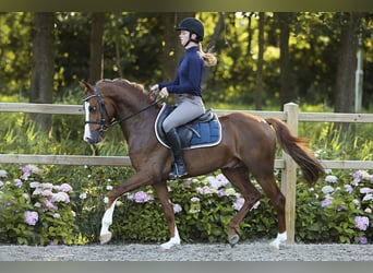 Welsh-D, Hengst, 3 Jaar, 146 cm, Vos