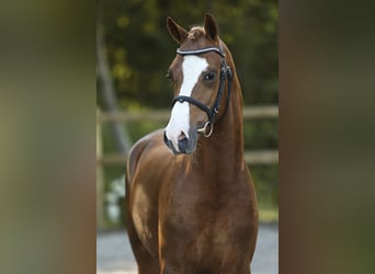 Welsh-D, Hengst, 3 Jaar, 146 cm, Vos